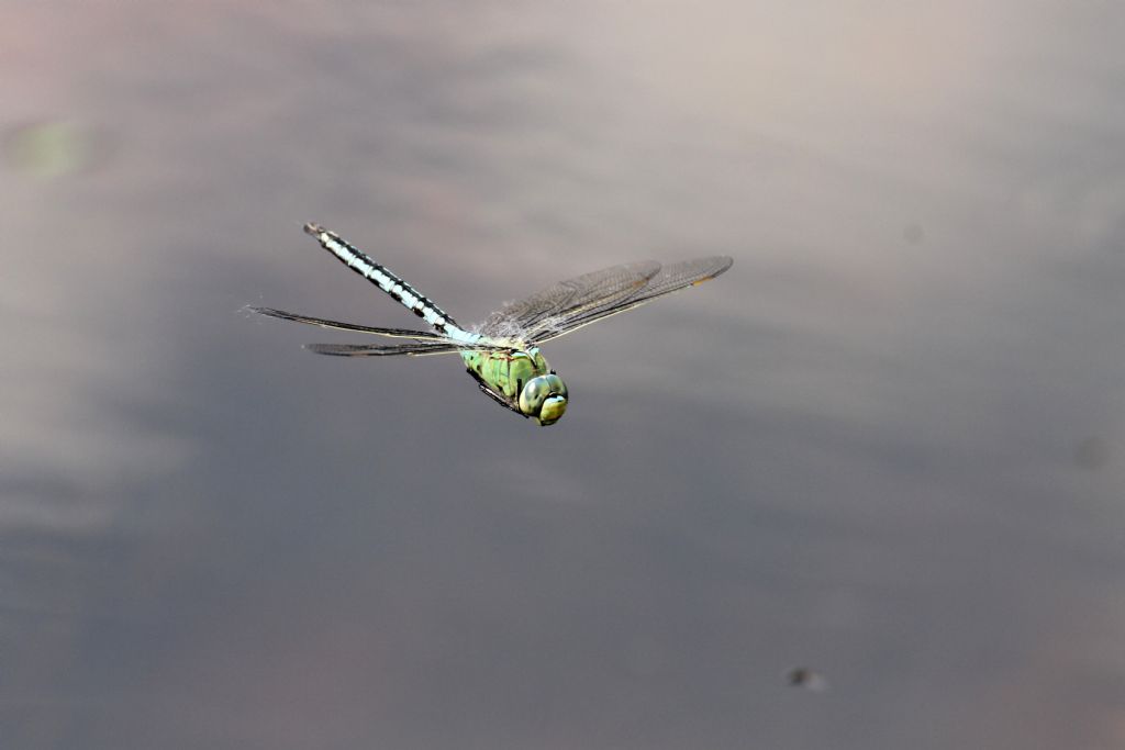 Anax imperator